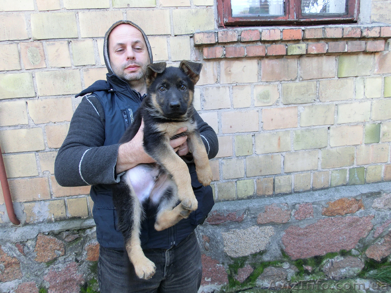 Немецкая Овчарка - алиментные щенки, вязки! - <ro>Изображение</ro><ru>Изображение</ru> #2, <ru>Объявление</ru> #410311