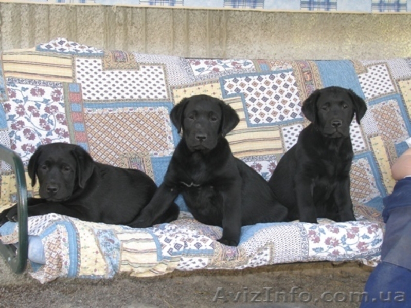 Лабрадор * Щенки* Собака* - <ro>Изображение</ro><ru>Изображение</ru> #2, <ru>Объявление</ru> #414099