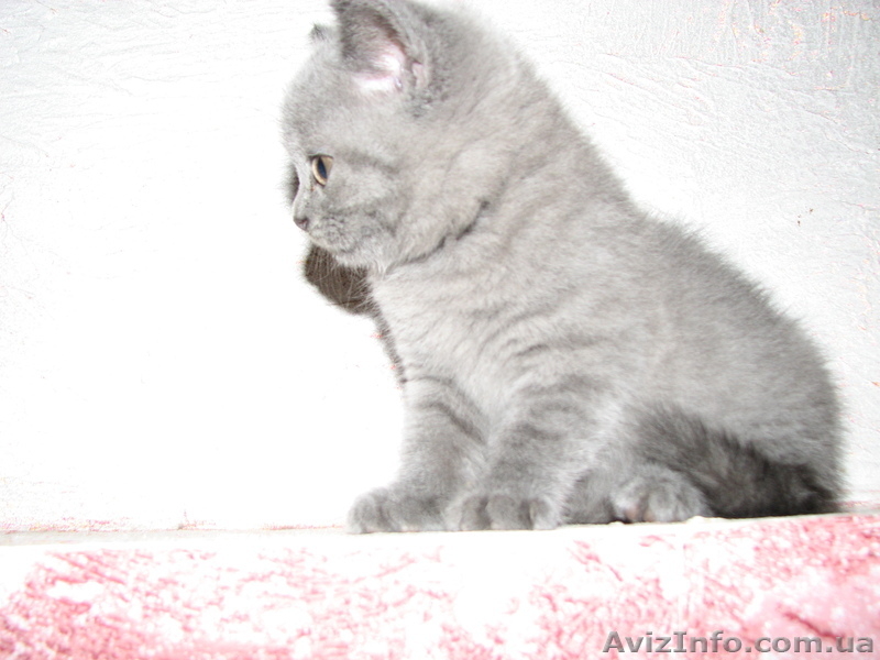 Шотландская вислоухая - <ro>Изображение</ro><ru>Изображение</ru> #1, <ru>Объявление</ru> #398998