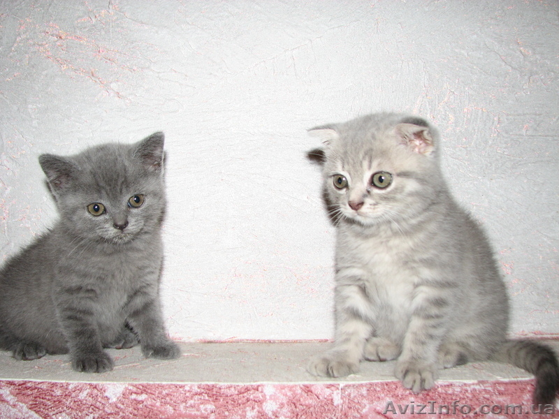 Шотландская вислоухая - <ro>Изображение</ro><ru>Изображение</ru> #2, <ru>Объявление</ru> #398998