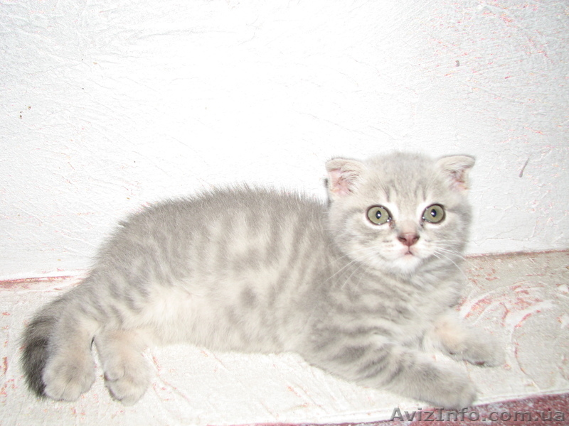 Шотландская вислоухая - <ro>Изображение</ro><ru>Изображение</ru> #3, <ru>Объявление</ru> #398998