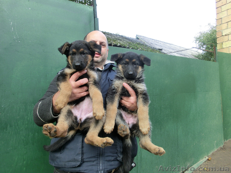 Немецкая Овчарка - алиментные щенки, вязки! - <ro>Изображение</ro><ru>Изображение</ru> #1, <ru>Объявление</ru> #410311
