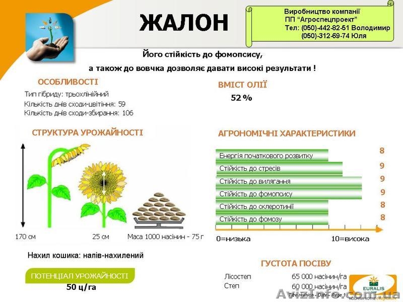 Семена подсолнечника Жалон,Атланта,Аламо,Ягуар - <ro>Изображение</ro><ru>Изображение</ru> #4, <ru>Объявление</ru> #420512