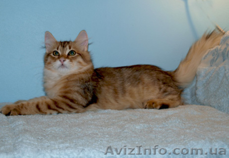 Лесные сибирские котята  редких окрасов - <ro>Изображение</ro><ru>Изображение</ru> #2, <ru>Объявление</ru> #419069