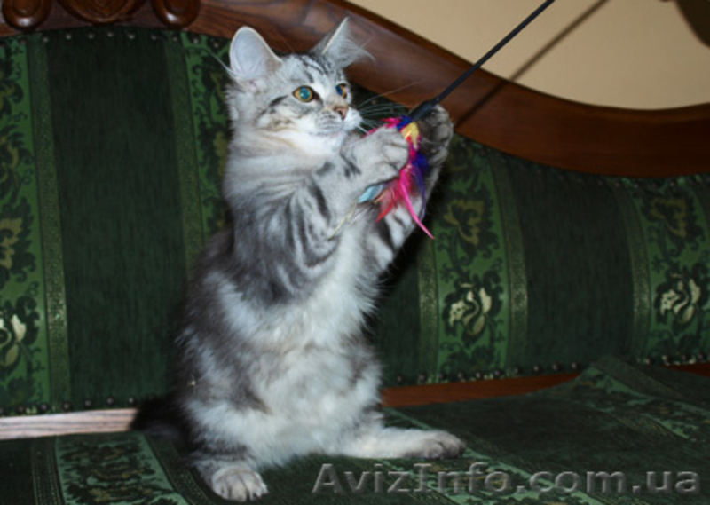 Лесные сибирские котята  редких окрасов - <ro>Изображение</ro><ru>Изображение</ru> #3, <ru>Объявление</ru> #419069