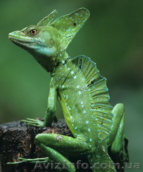 Рептилии-Зеленый василиск - <ro>Изображение</ro><ru>Изображение</ru> #5, <ru>Объявление</ru> #272161