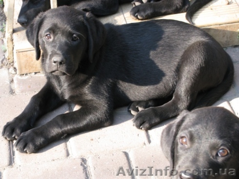 Лабрадор * Щенки* Собака* - <ro>Изображение</ro><ru>Изображение</ru> #3, <ru>Объявление</ru> #414099