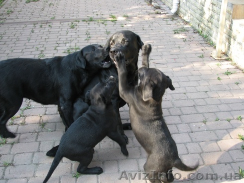 Животные*Щенки* Лабрадор - <ro>Изображение</ro><ru>Изображение</ru> #3, <ru>Объявление</ru> #401463