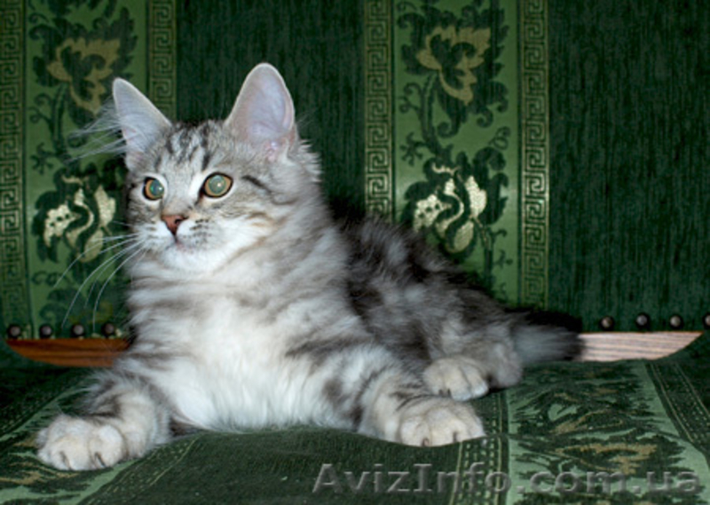 Лесные сибирские котята  редких окрасов - <ro>Изображение</ro><ru>Изображение</ru> #5, <ru>Объявление</ru> #419069