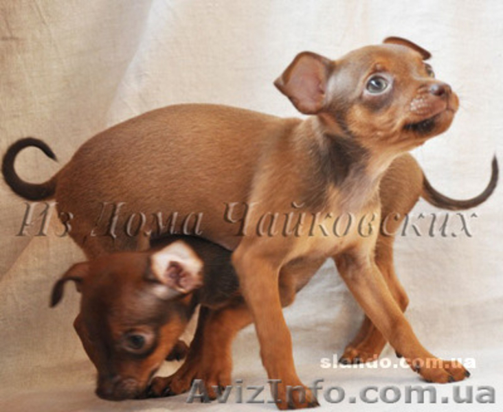 куражные щенки русского тоя - <ro>Изображение</ro><ru>Изображение</ru> #6, <ru>Объявление</ru> #403789