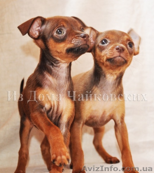 куражные щенки русского тоя - <ro>Изображение</ro><ru>Изображение</ru> #5, <ru>Объявление</ru> #403789