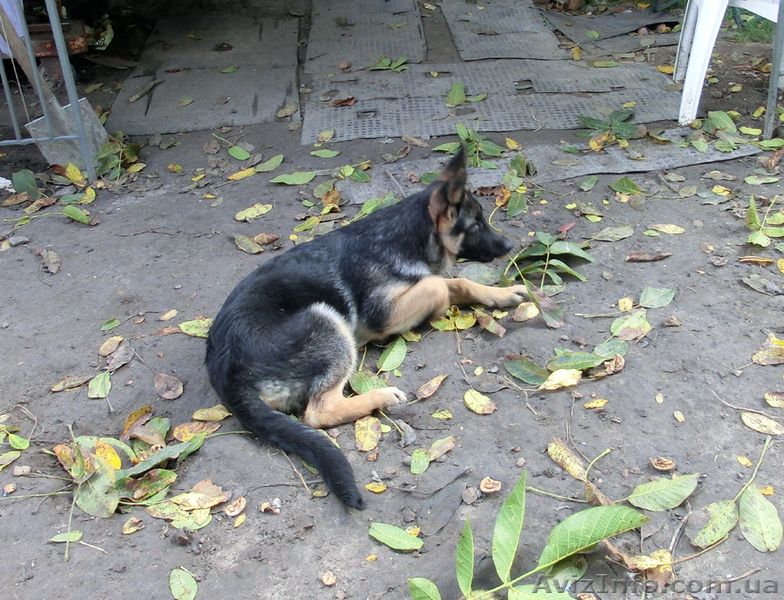 Немецкая Овчарка - алиментные щенки, вязки! - <ro>Изображение</ro><ru>Изображение</ru> #3, <ru>Объявление</ru> #410311