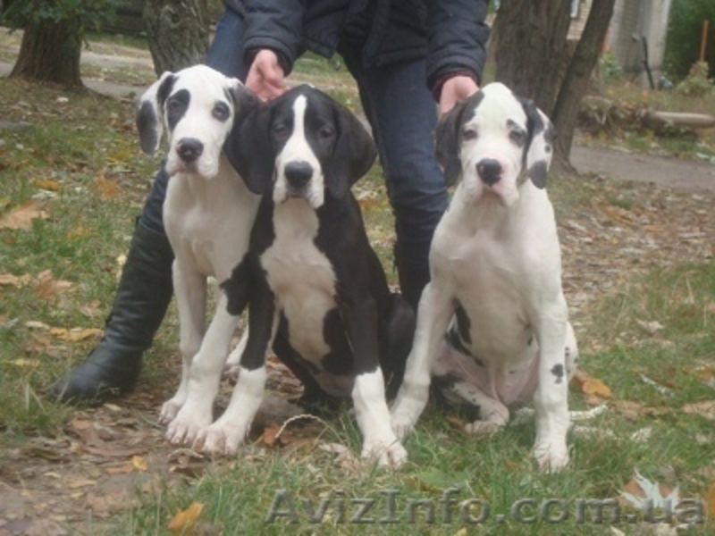 Немецкий дог. Девочки мраморного и плащевого окраса - <ro>Изображение</ro><ru>Изображение</ru> #3, <ru>Объявление</ru> #408947