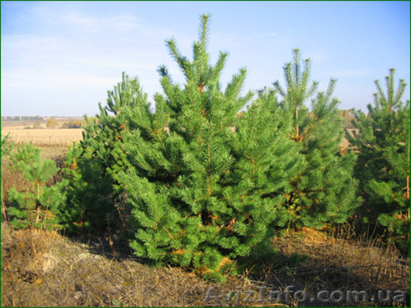 предлагаю большой асортимент декоративных растений - <ro>Изображение</ro><ru>Изображение</ru> #4, <ru>Объявление</ru> #437640