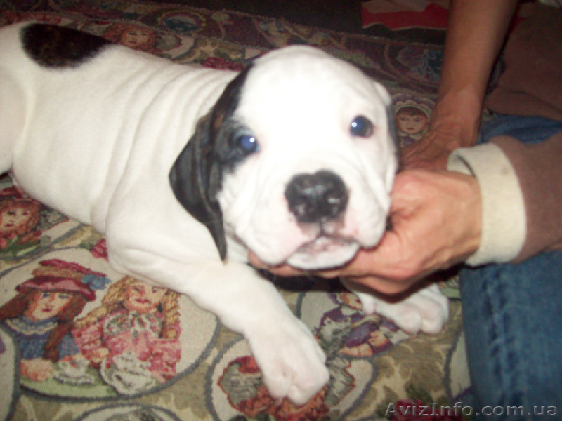 Американский бульдог, Щенки - <ro>Изображение</ro><ru>Изображение</ru> #2, <ru>Объявление</ru> #425803