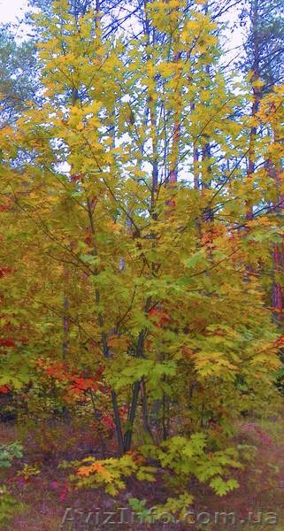 Саженцы ели, сосны, берёзы, дуба, клена, липы, черёмухи, барбариса - <ro>Изображение</ro><ru>Изображение</ru> #5, <ru>Объявление</ru> #446470