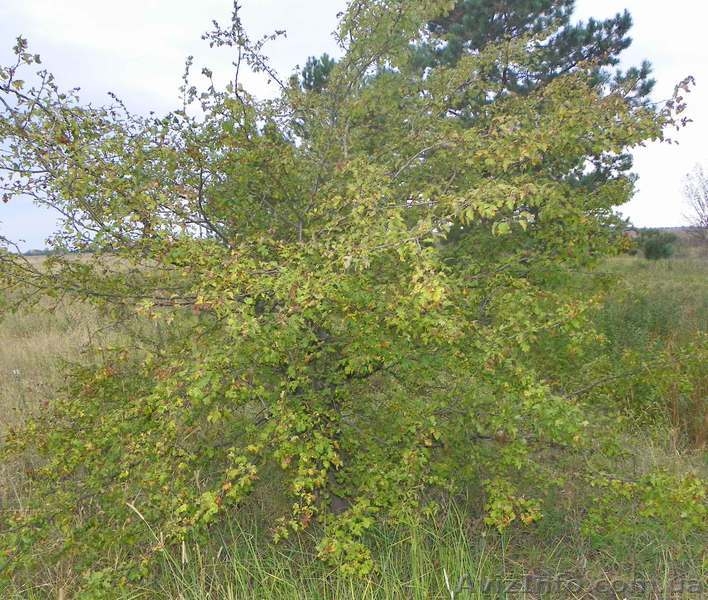 Саженцы сосны, берёзы, дуба, клена, липы, черёмухи, барбариса, живые изгороди - <ro>Изображение</ro><ru>Изображение</ru> #9, <ru>Объявление</ru> #446475