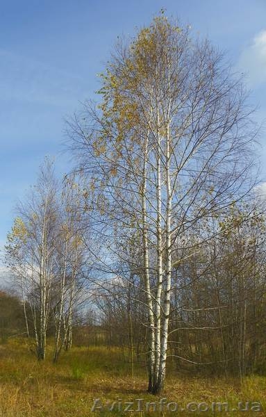 Саженцы сосны, берёзы, дуба, клена, липы, черёмухи, барбариса, живые изгороди - <ro>Изображение</ro><ru>Изображение</ru> #6, <ru>Объявление</ru> #446475