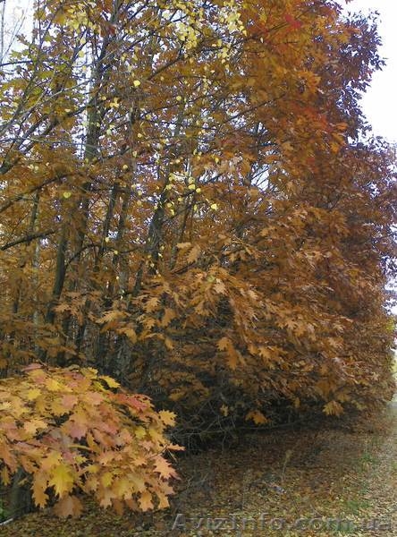 Саженцы сосны, берёзы, дуба, клена, липы, черёмухи, барбариса, живые изгороди - <ro>Изображение</ro><ru>Изображение</ru> #8, <ru>Объявление</ru> #446475