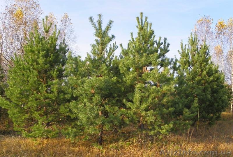 Саженцы ели, сосны, берёзы, дуба, клена, липы, черёмухи, барбариса - <ro>Изображение</ro><ru>Изображение</ru> #3, <ru>Объявление</ru> #446470