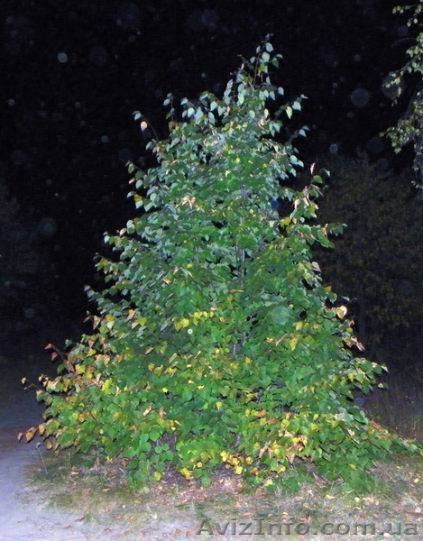 Саженцы сосны, берёзы, дуба, клена, липы, черёмухи, барбариса, живые изгороди - <ro>Изображение</ro><ru>Изображение</ru> #10, <ru>Объявление</ru> #446475