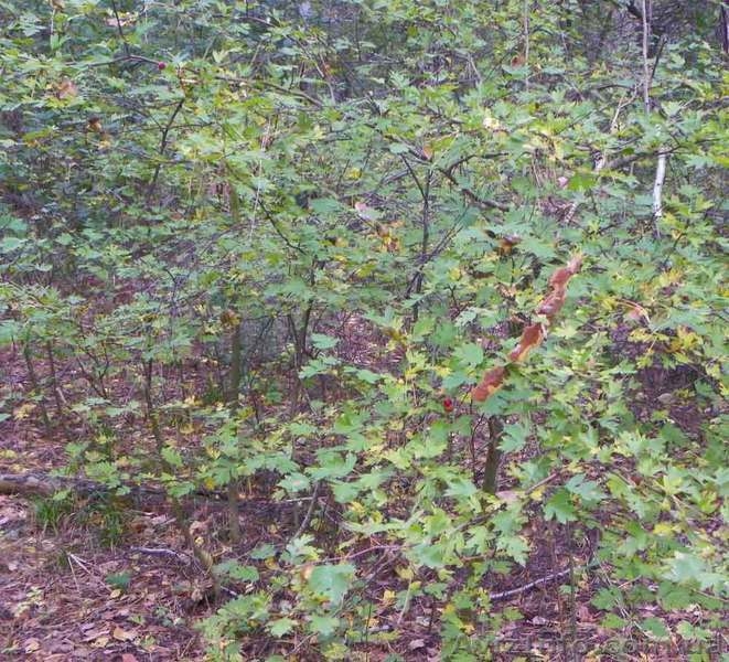 Саженцы ели, сосны, берёзы, дуба, клена, липы, черёмухи, барбариса - <ro>Изображение</ro><ru>Изображение</ru> #7, <ru>Объявление</ru> #446470