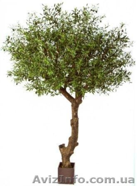 Искусственные растения, кашпо (Бельгия, Голландия) - <ro>Изображение</ro><ru>Изображение</ru> #3, <ru>Объявление</ru> #440055