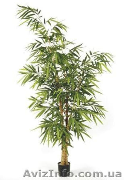 Искусственные растения, кашпо (Бельгия, Голландия) - <ro>Изображение</ro><ru>Изображение</ru> #4, <ru>Объявление</ru> #440055