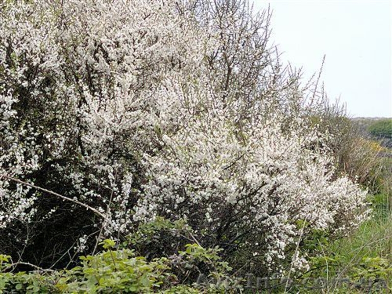 Саженцы сосны, берёзы, дуба, клена, липы, черёмухи, барбариса, живые изгороди - <ro>Изображение</ro><ru>Изображение</ru> #5, <ru>Объявление</ru> #446475