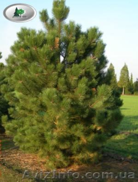 предлагаю большой асортимент декоративных растений - <ro>Изображение</ro><ru>Изображение</ru> #5, <ru>Объявление</ru> #437640