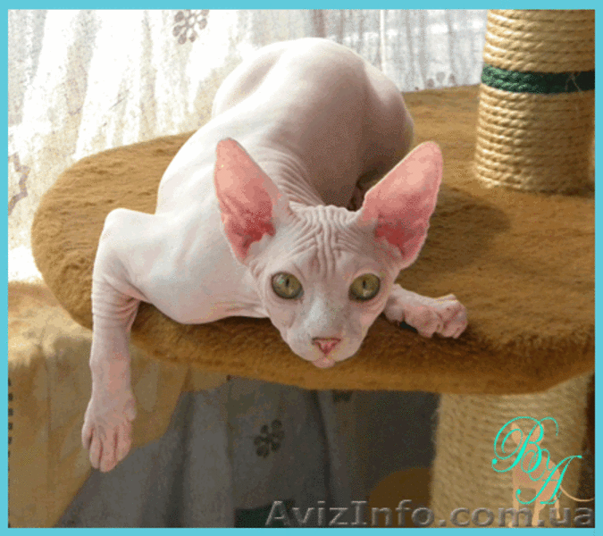 Питомник канадских сфинксов предлагает котят - <ro>Изображение</ro><ru>Изображение</ru> #3, <ru>Объявление</ru> #342459