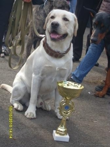 Породистые щенки лабрадора - <ro>Изображение</ro><ru>Изображение</ru> #3, <ru>Объявление</ru> #455615