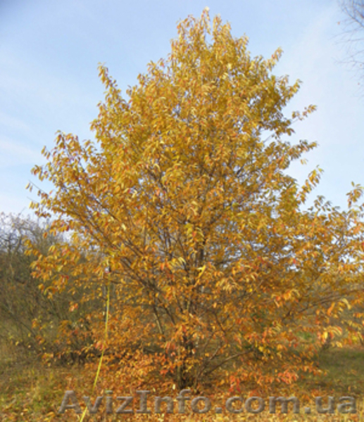 Саженцы ели, сосны, берёзы, дуба, клена, липы, черёмухи, барбариса - <ro>Изображение</ro><ru>Изображение</ru> #6, <ru>Объявление</ru> #446470