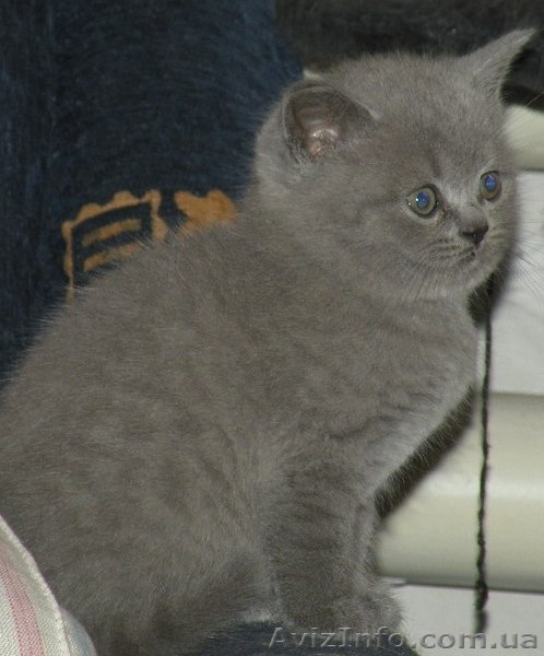 Шотландские котята / Британская короткошерстная - <ro>Изображение</ro><ru>Изображение</ru> #3, <ru>Объявление</ru> #448861