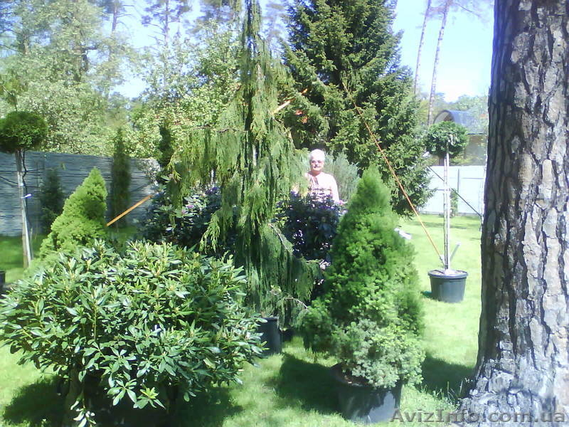 предлагаю большой асортимент декоративных растений - <ro>Изображение</ro><ru>Изображение</ru> #6, <ru>Объявление</ru> #437640