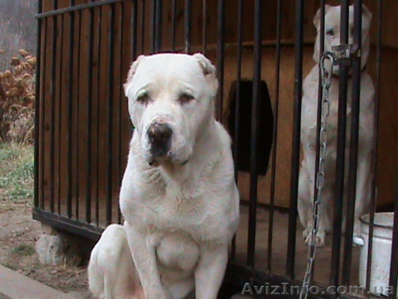 вязка кобель среднеазиатская овчарка белый с родословной - <ro>Изображение</ro><ru>Изображение</ru> #1, <ru>Объявление</ru> #11746