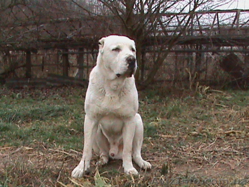вязка кобель среднеазиатская овчарка белый с родословной - <ro>Изображение</ro><ru>Изображение</ru> #2, <ru>Объявление</ru> #11746