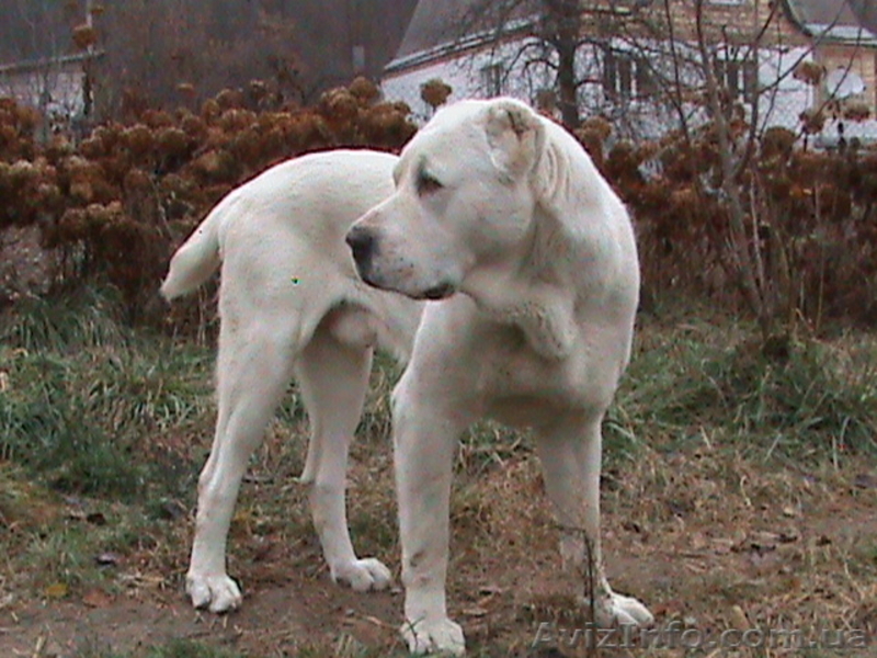 вязка кобель среднеазиатская овчарка белый с родословной - <ro>Изображение</ro><ru>Изображение</ru> #3, <ru>Объявление</ru> #11746