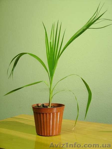 Продам пальму (мы) для дома и офиса!, Черниговская (1.00 грн. - <ro>Изображение</ro><ru>Изображение</ru> #3, <ru>Объявление</ru> #449956