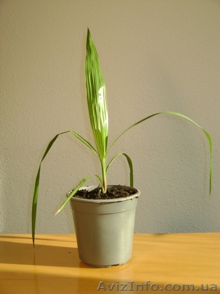 Продам пальму (мы) для дома и офиса!, Черниговская (1.00 грн. - <ro>Изображение</ro><ru>Изображение</ru> #4, <ru>Объявление</ru> #449956