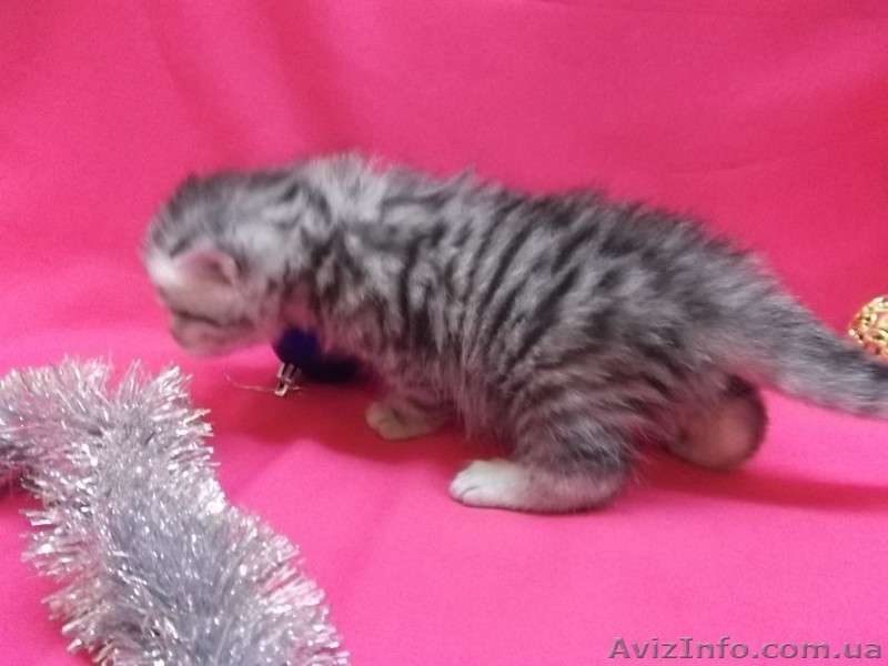 Питомник   предлагает к резервированию. - <ro>Изображение</ro><ru>Изображение</ru> #5, <ru>Объявление</ru> #434908