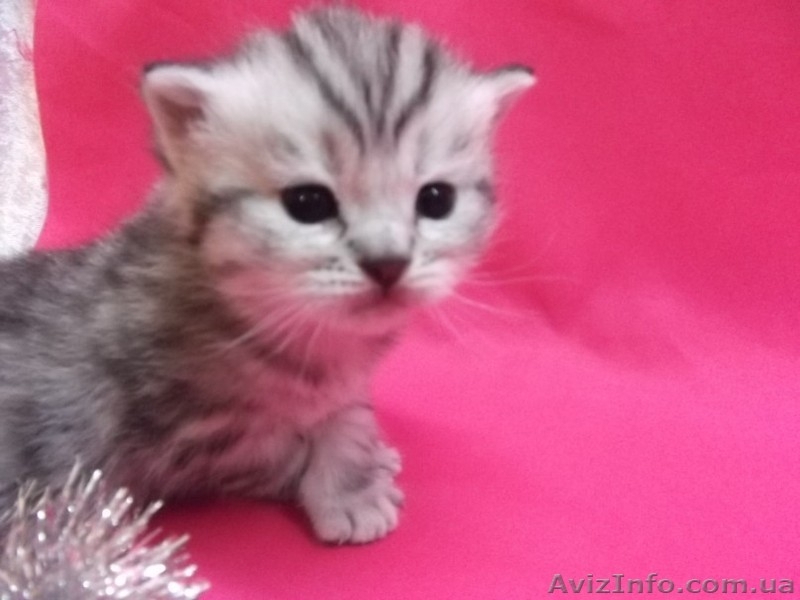 Питомник   предлагает к резервированию. - <ro>Изображение</ro><ru>Изображение</ru> #4, <ru>Объявление</ru> #434908