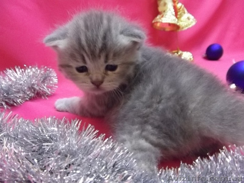 Питомник   предлагает к резервированию. - <ro>Изображение</ro><ru>Изображение</ru> #6, <ru>Объявление</ru> #434908