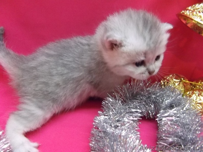 Питомник   предлагает к резервированию. - <ro>Изображение</ro><ru>Изображение</ru> #8, <ru>Объявление</ru> #434908