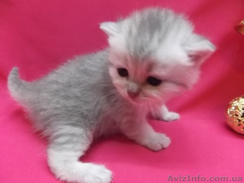 Питомник   предлагает к резервированию. - <ro>Изображение</ro><ru>Изображение</ru> #9, <ru>Объявление</ru> #434908