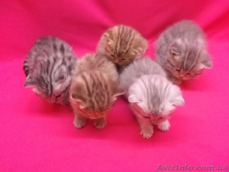 Питомник   предлагает к резервированию. - <ro>Изображение</ro><ru>Изображение</ru> #1, <ru>Объявление</ru> #434908