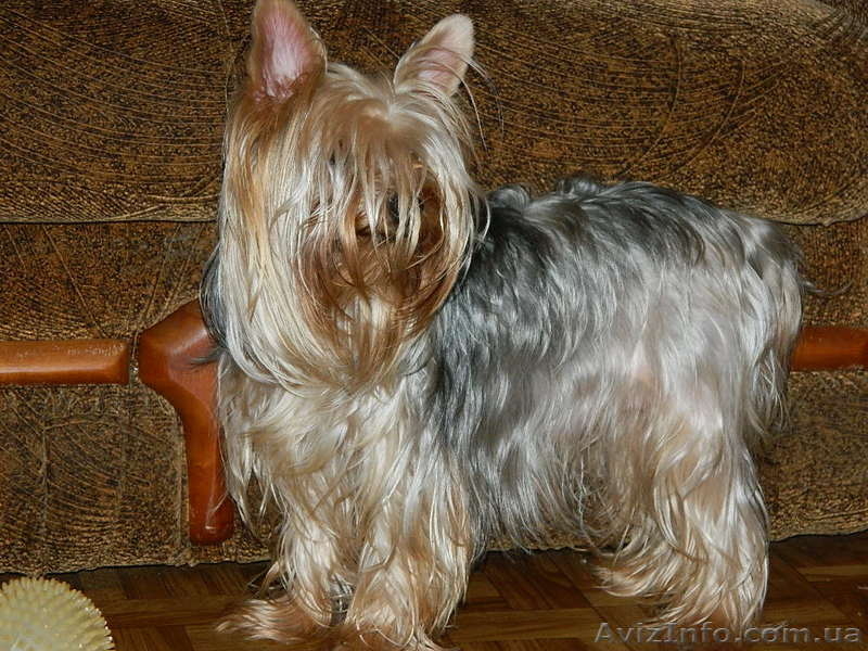 йоркширский терьер!!.. - <ro>Изображение</ro><ru>Изображение</ru> #1, <ru>Объявление</ru> #453334