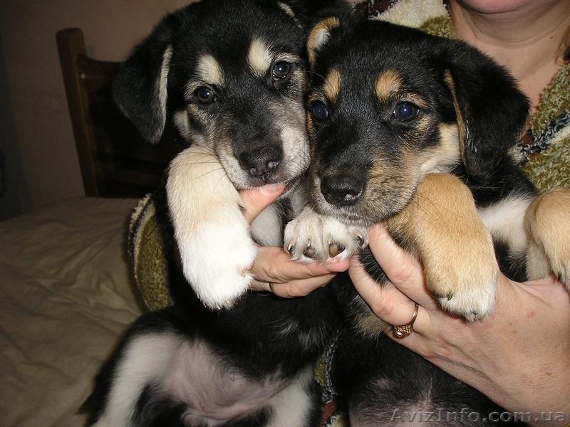 Пчелка - самый преданный друг - <ro>Изображение</ro><ru>Изображение</ru> #1, <ru>Объявление</ru> #444285