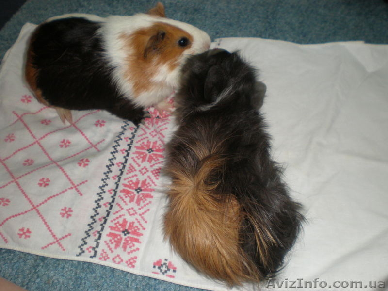 морские свинки обычные, розетка - <ro>Изображение</ro><ru>Изображение</ru> #1, <ru>Объявление</ru> #450523