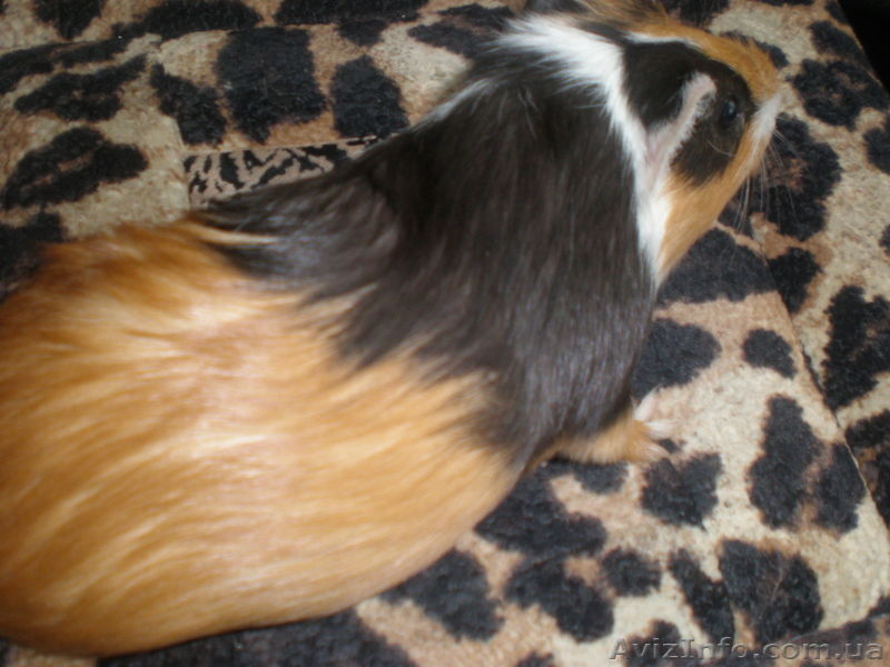 морские свинки обычные, розетка - <ro>Изображение</ro><ru>Изображение</ru> #2, <ru>Объявление</ru> #450523